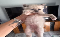 Ragdoll cats for sale: 3 stunning ragdoll x kittens - Image 6