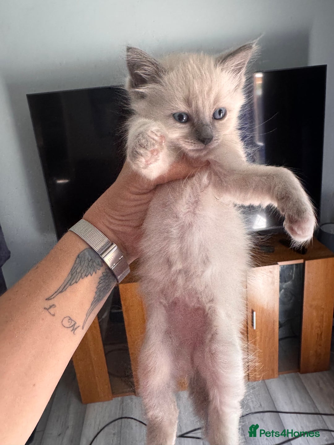 Ragdoll cats for sale: 3 stunning ragdoll x kittens - Image 6
