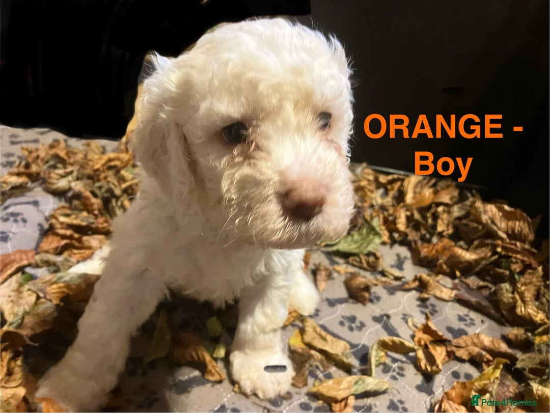 Lagotto Romagnolo dogs for sale: Stunning Litter of Pedigree Lagotto Romagnolo Pups - Image 39