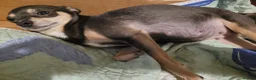 Chihuahua dogs for sale: Chihuahua Puppies ready in 2 weeks - Advert 1