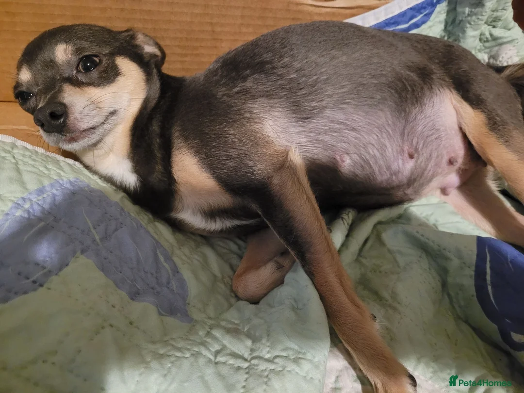 Chihuahua dogs for sale: Chihuahua Puppies ready in 2 weeks - Advert 1