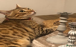 Bengal cats for sale: Beautiful Bengal Boy!  - Image 6