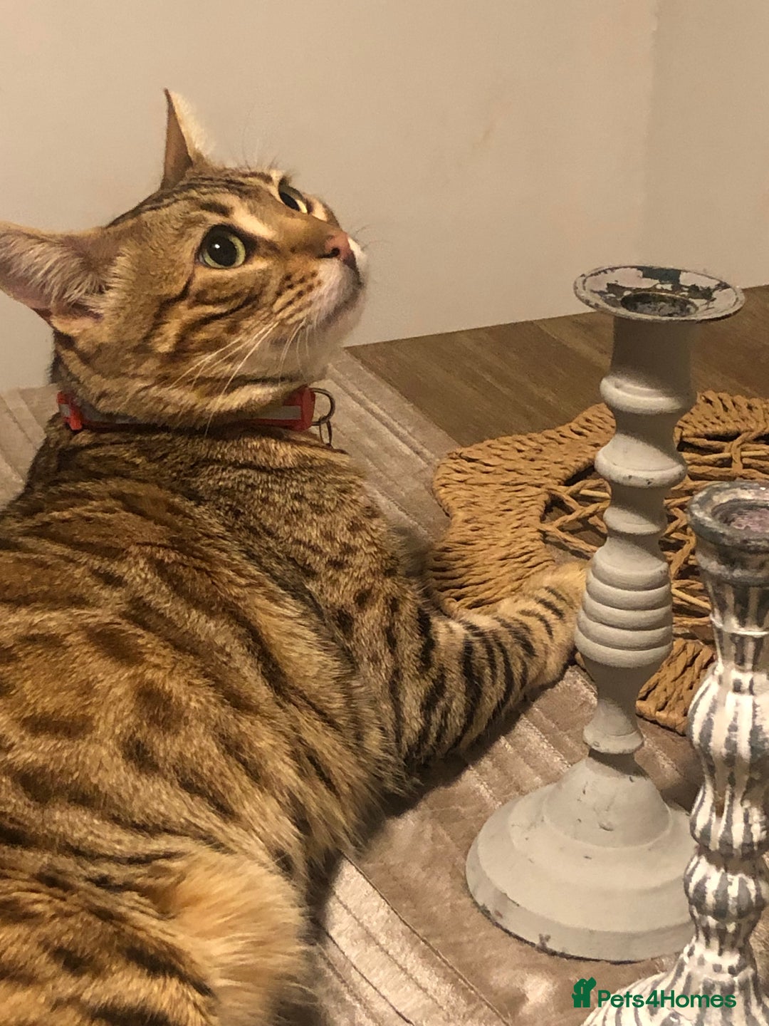 Bengal cats for sale: Beautiful Bengal Boy!  - Image 6