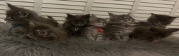 Maine Coon cats for sale: GCCF-Registered Maine Coon Kittens - Advert 7