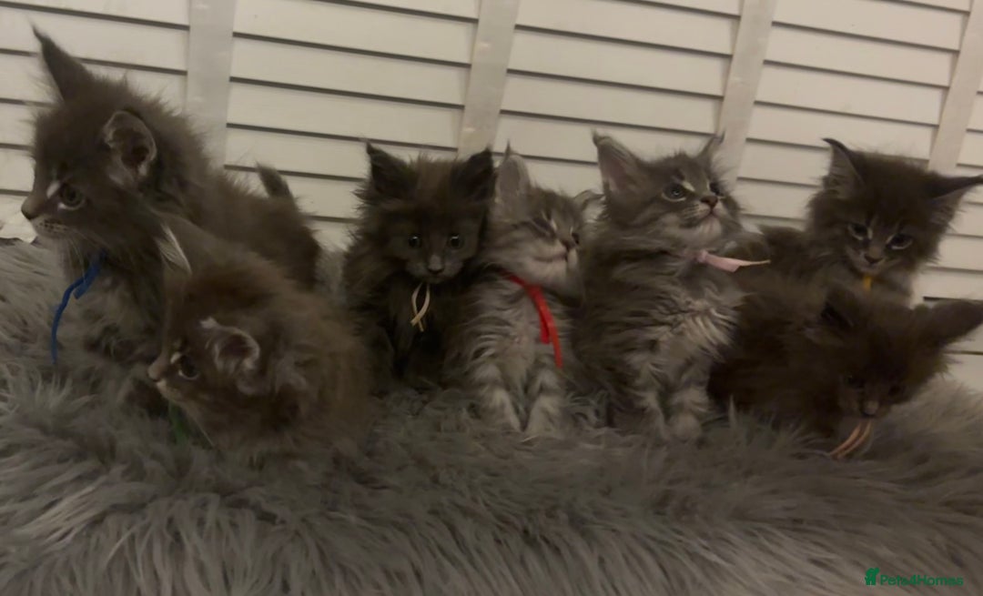 Maine Coon cats for sale: GCCF-Registered Maine Coon Kittens - Advert 7