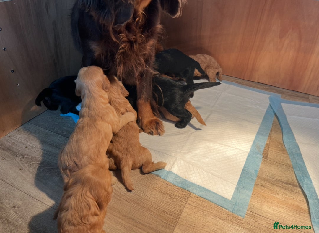 Cockapoo dogs for sale: 8 gorgeous Cockapoos  - Image 7