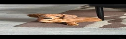 Miniature Dachshund dogs for sale: Miniature Dachshund  - Advert 7