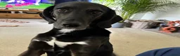 Mixed Breed dogs for adoption: Jett (Labrador/Pointer mix) in High Wycombe - Advert 11