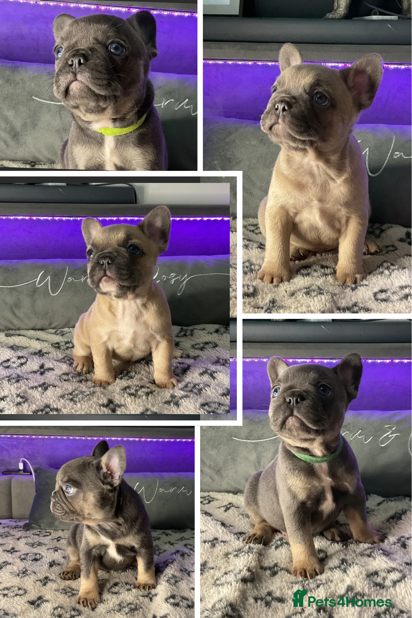 French Bulldog dogs 5 Beautiful Fluffy Carrier French Bulldog Puppies  - Advert 20