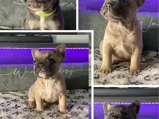 French Bulldog dogs 5 Beautiful Fluffy Carrier French Bulldog Puppies - Advert 20