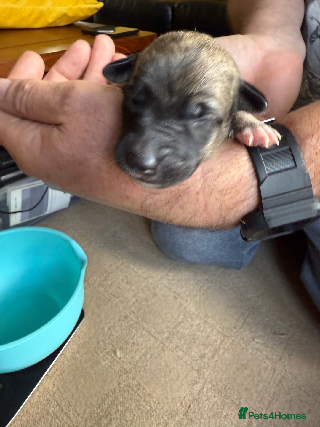 Lurcher dogs for sale: Litter of fabulous Lurchers - Image 22
