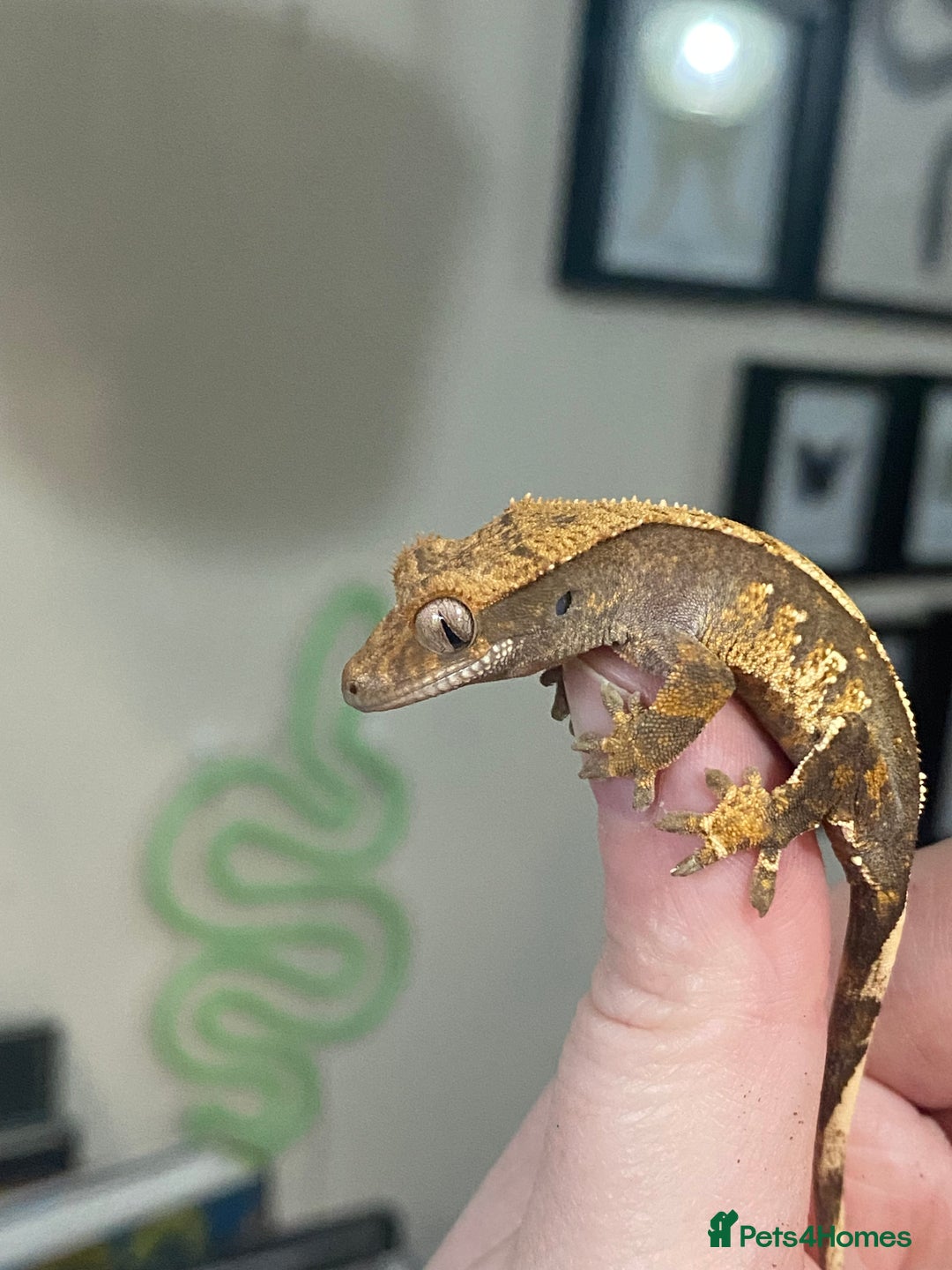 Gecko reptiles for sale: Crested Gecko babies - Image 3