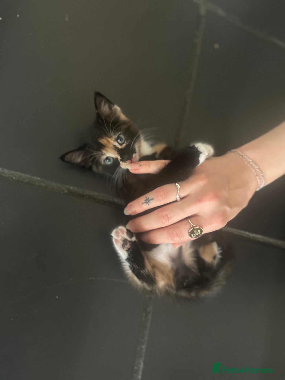 Domestic Shorthair cats for sale: Gorgeous Calico & B/W Kittens for sale! - Image 2