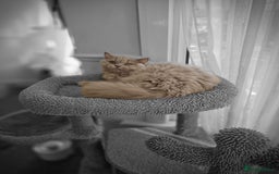 British Shorthair cats for sale: British shorthair and longhair  - Image 22