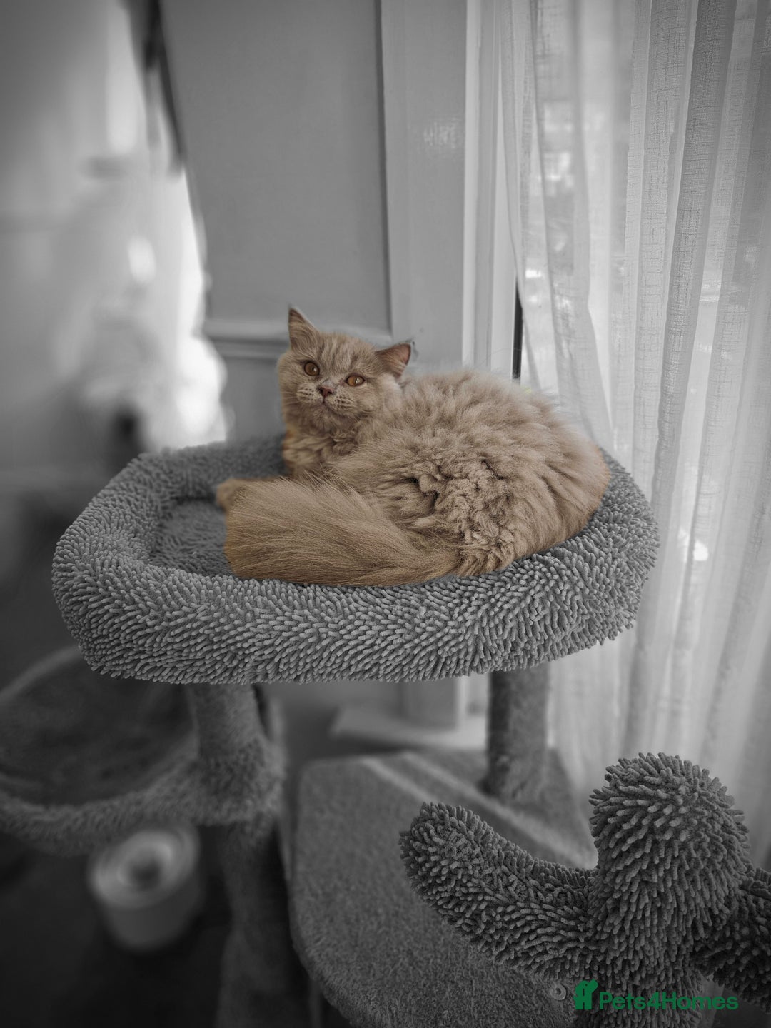 British Shorthair cats for sale: British shorthair and longhair  - Image 22