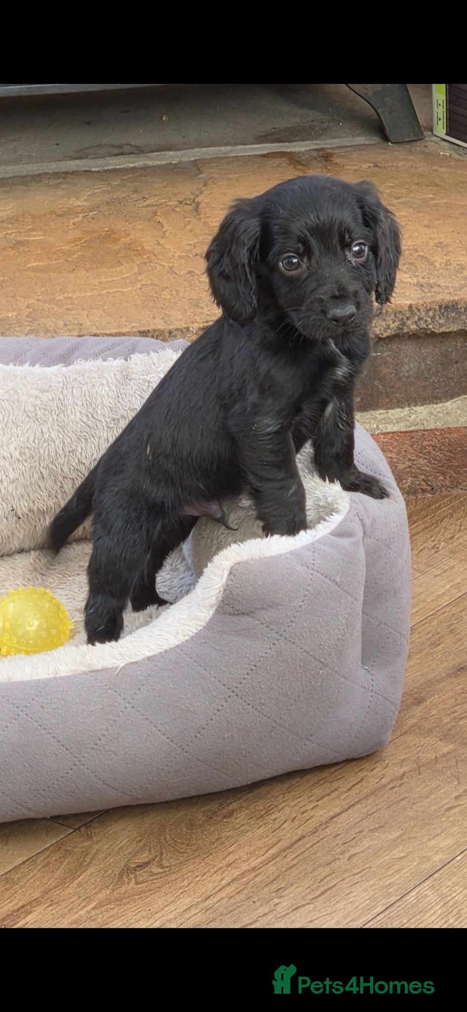 Cocker Spaniel dogs Cockerspaniel pups  - Advert 8