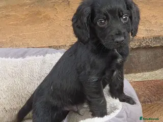 Cocker Spaniel dogs Cockerspaniel pups - Advert 8