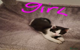 Mixed Breed cats for sale: Ragdoll x £300 Tabby and ginger £150 black & white - Image 8
