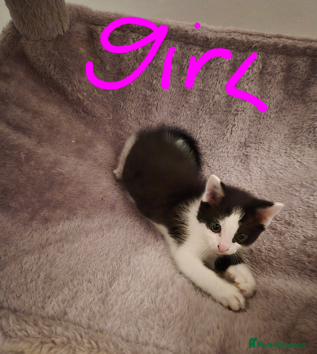 Mixed Breed cats for sale: Ragdoll x £300 Tabby and ginger £150 black & white - Image 8