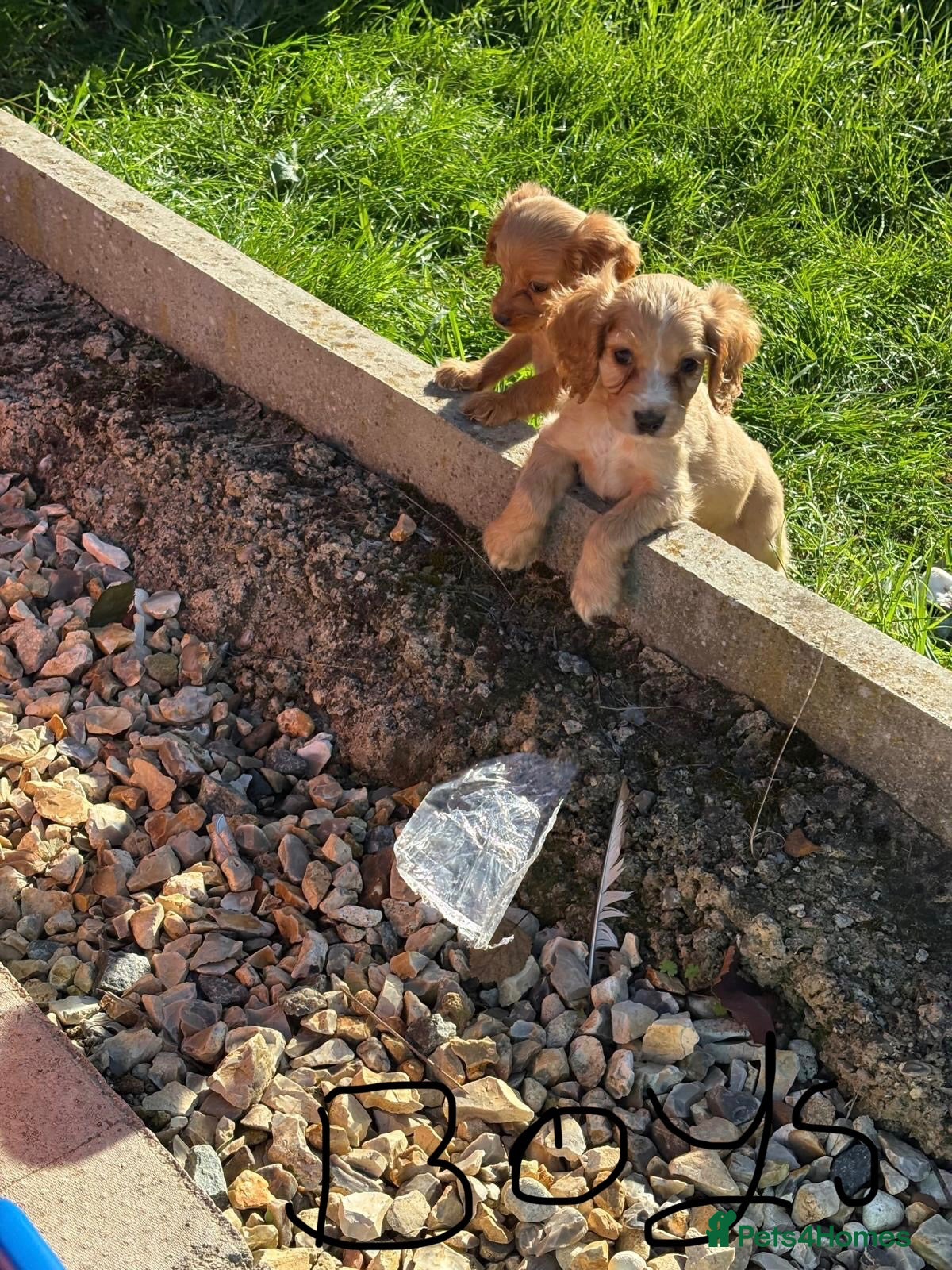 Cocker Spaniel dogs Cocker spaniel puppies  - Advert 1