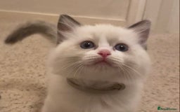 Ragdoll cats for sale: GCCF Seal point and bi colour Ragdoll Kittens - Image 2