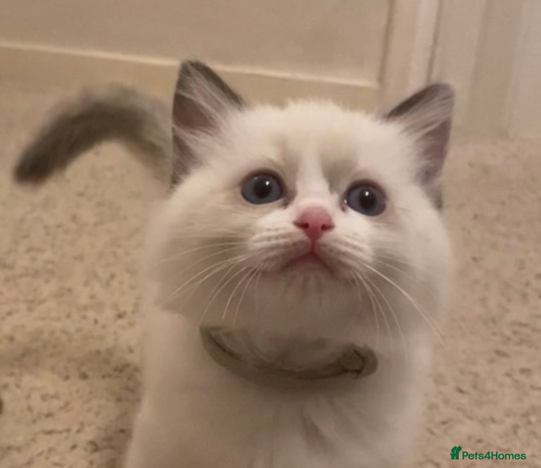 Ragdoll cats for sale: GCCF Seal point and bi colour Ragdoll Kittens - Image 2