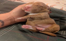 Cocker Spaniel dogs for sale: Cocker spaniel puppies  - Advert 5