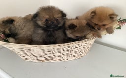 Pomeranian dogs for sale: READY NOW! kc reg STUNNING Pomeranian puppies  - Image 10