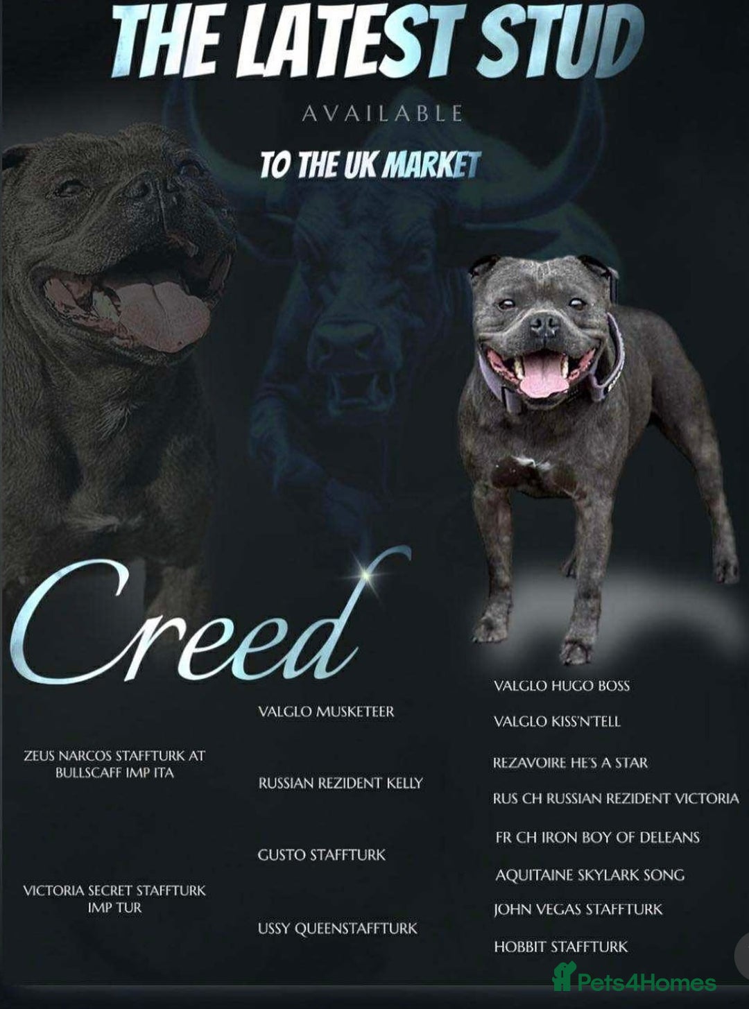 Staffordshire Bull Terrier dogs for sale: KC Blue Staffy Female Puppy - Image 5
