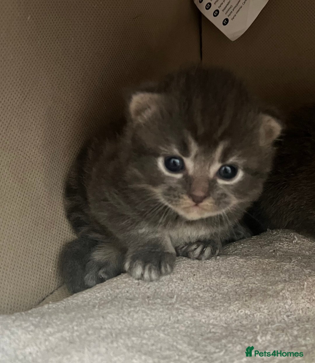 Ragdoll cats for sale: Beautiful grey ragdoll kittens  - Advert 4