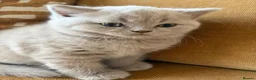 British Shorthair cats for sale: Best Quality Clasic BSH LILAC KITTENS - Advert 10