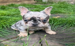 French Bulldog dogs for sale: 2 lovely French bulldog boys for sale  - Image 1