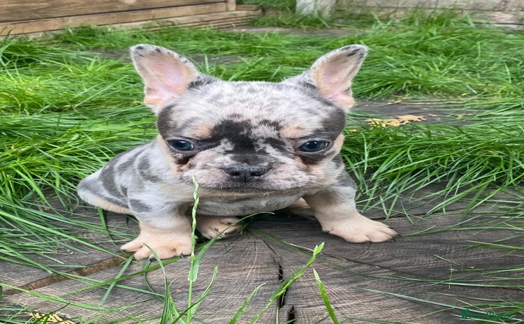 French Bulldog dogs - Advert 1
