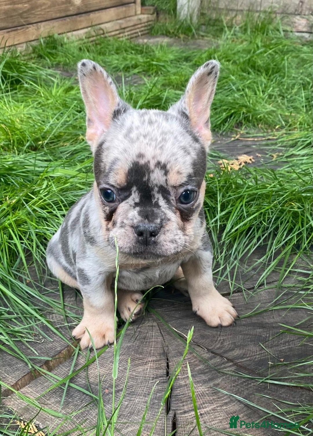 French Bulldog dogs for sale: 2 lovely French bulldog boys for sale  - Image 1