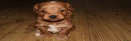 Maltipoo dogs for sale: 🐶 Stunning Brown/Red F1B Maltipoo Puppies ❤️ in Luton - Advert 18