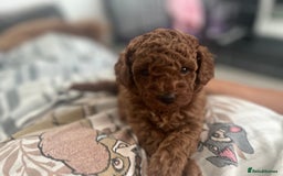 Toy Poodle dogs for sale: Perfect red toy poodle girl needs forever family - Image 3