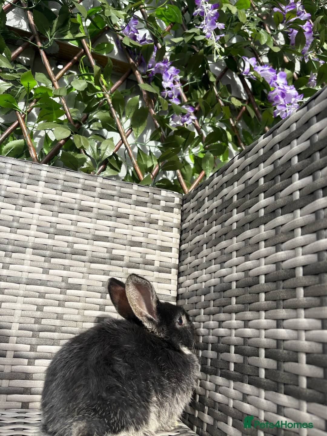 Mixed Breed rabbits for sale: Baby rabbits for sale  - Advert 2