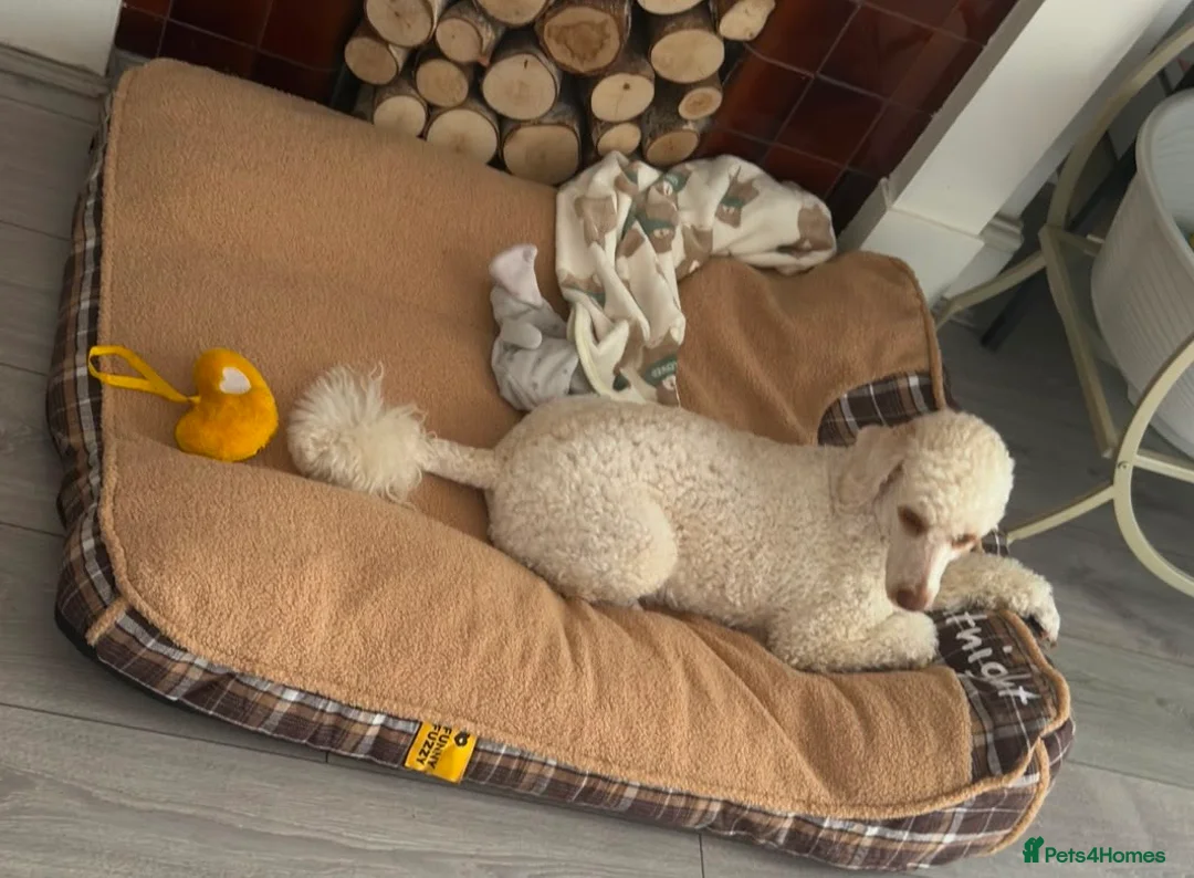 Miniature Poodle dogs for sale: Miniature Poodle looking for a home full of love in Buckhurst Hill - Advert 18