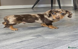 Miniature Dachshund dogs for sale: Miniature dachshund puppies  - Image 1
