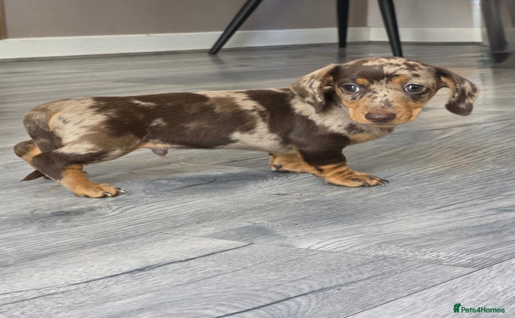 Miniature Dachshund dogs - Advert 1