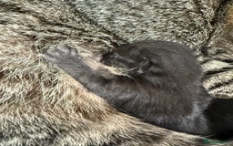 Mixed Breed cats for sale: 4 beautiful mixed kittens  - Image 2