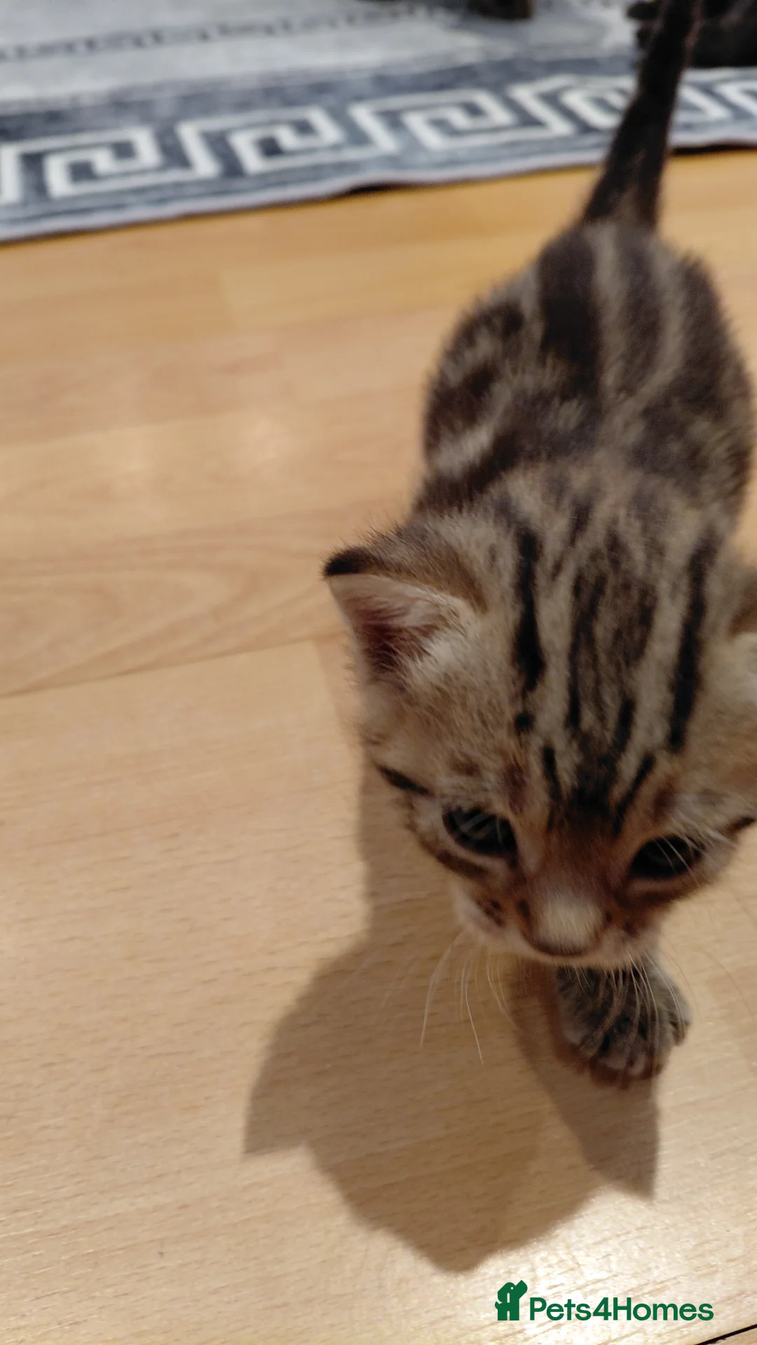Mixed Breed cats for sale: Little cat in Blaydon-on-Tyne - Advert 2