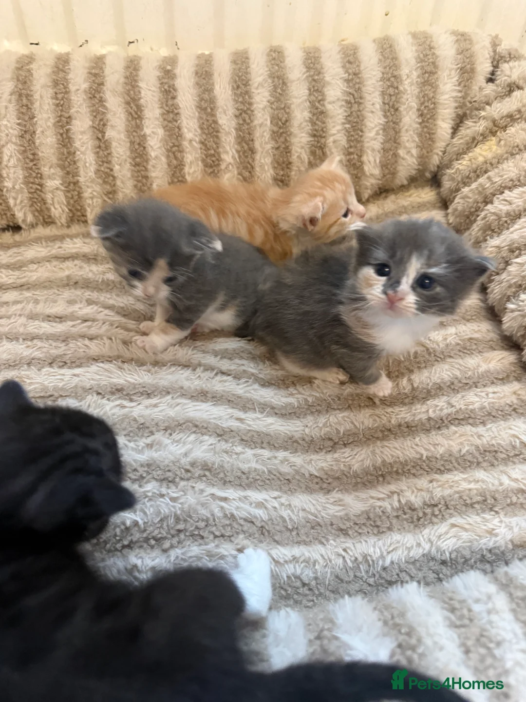 Maine Coon cats for sale: Maincoon mix  - Advert 6