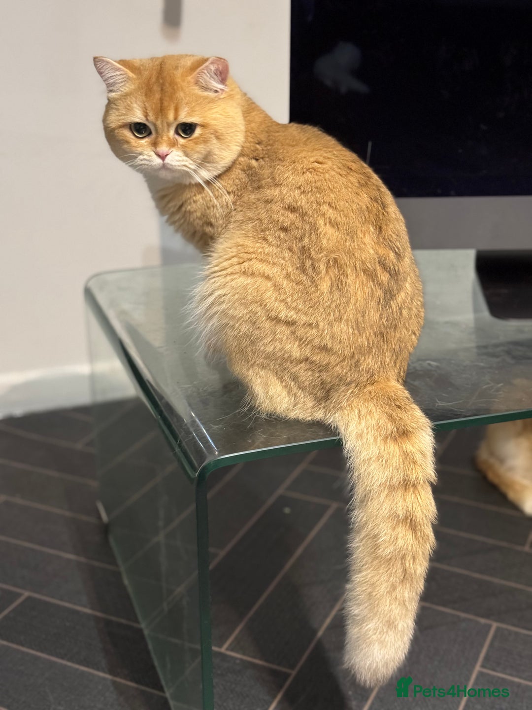 British Shorthair cats for sale: GCCF reg BSH Chocolate and Black Golden Kittens - Image 6