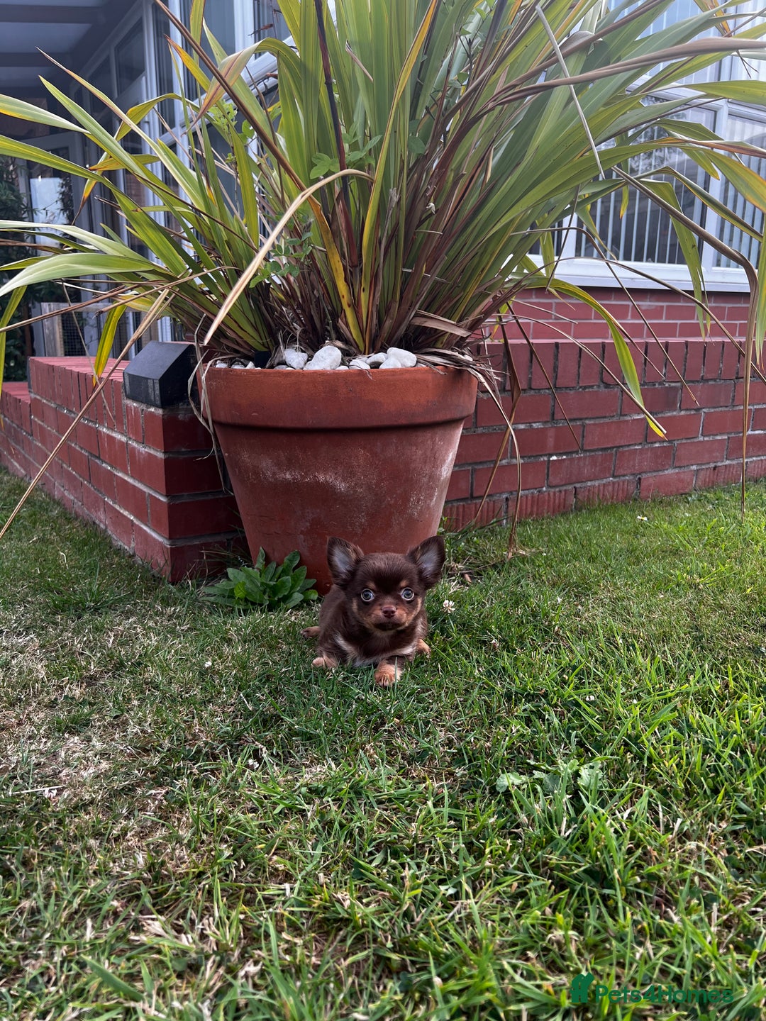 Chihuahua dogs for sale: *** Amazing quality very small Chihuahua’s *** - Image 3