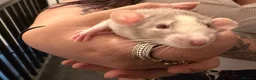 Rat rodents for sale: Adorable baby dumbo rats  - Advert 17