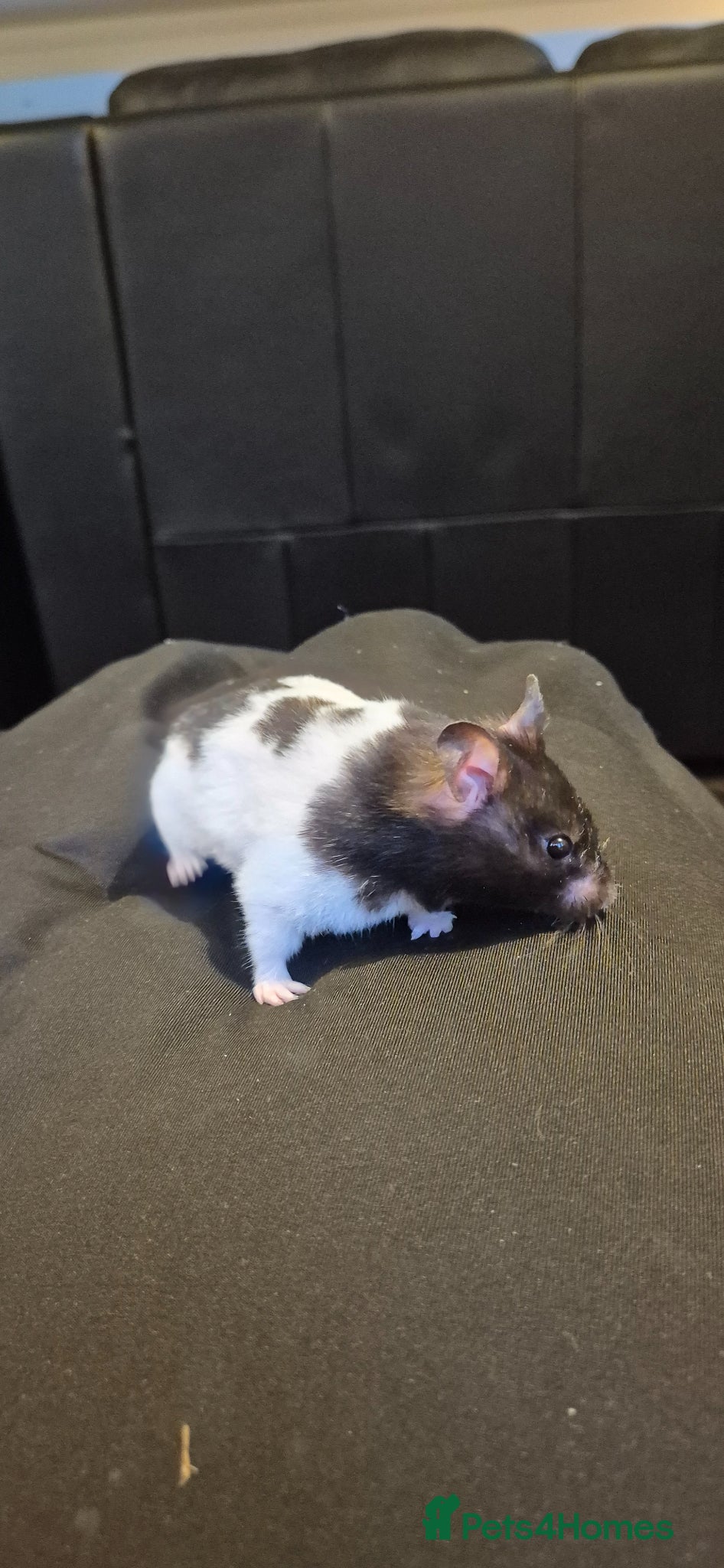 Hamster rodents Molly, Black & White Syrian Hamster - Advert 2