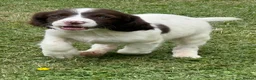 English Springer Spaniel dogs for sale: KC springer spaniels 1 male left ready to go  - Advert 19