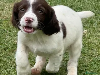 English Springer Spaniel dogs KCspringer spaniels ready next week Saturday - Advert 4