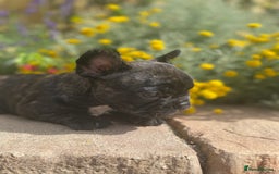 French Bulldog dogs for sale: 15th Gen French Bulldogs (KC reg / breed colours) in Nottingham - Image 13